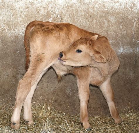 Young Newborn Calf In The Barn Stock Photo Image Of Vitello Puppy