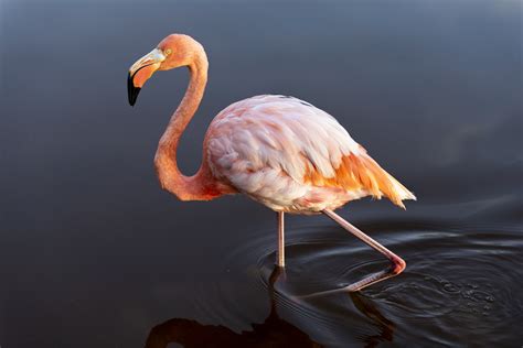 Unveiling Flamingo Symbolism Balance And Symbolic Meaning