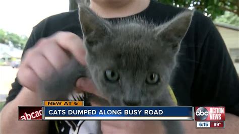 Kittens Thrown From Moving Vehicle In Hillsborough County