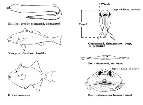 Morphological Variation In Fishes