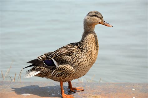 Duck Free Stock Photo Public Domain Pictures