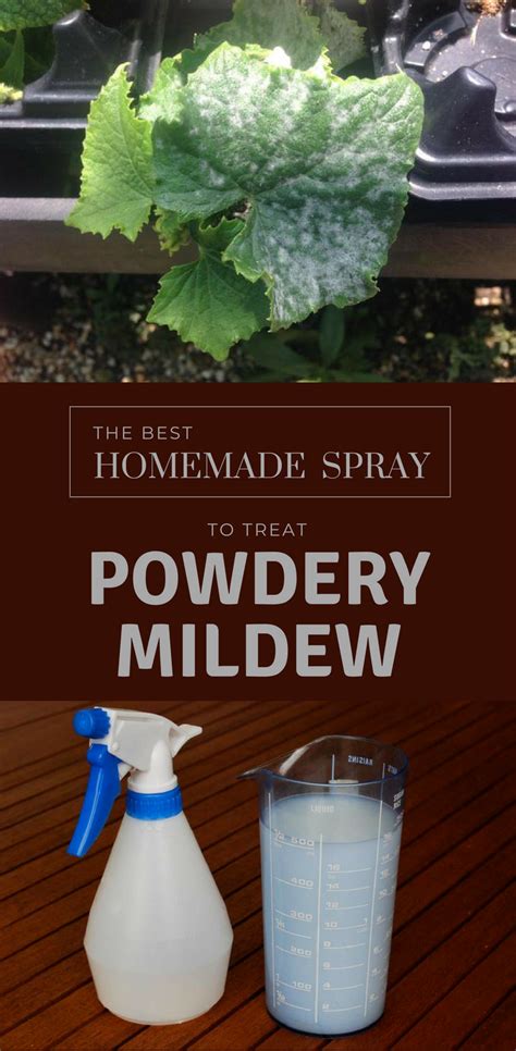 The Best Homemade Spray To Treat Powdery Mildew Powdery Mildew