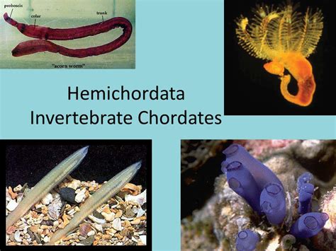 Invertebrate Chordates Characteristics