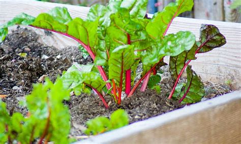 Growing Swiss Chard Leafy Greens And Tender Stems Epic Gardening