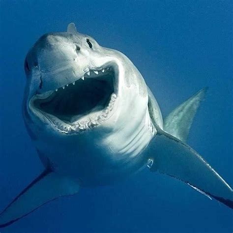 A Shark With Its Mouth Open And The Words Dont Worry Be Happy