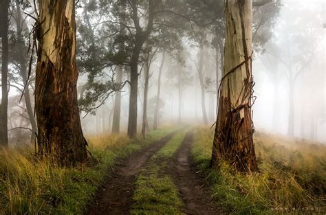 The Gatekeepers Photography Wallpaper Foggy Forest Landscape