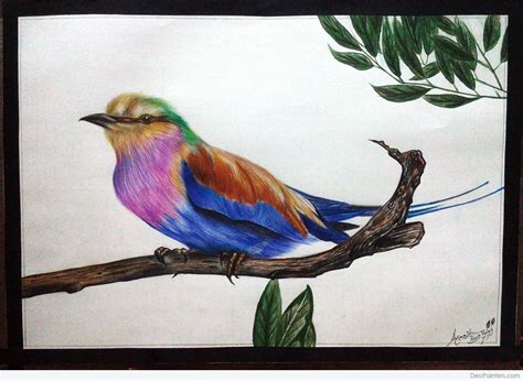 Color Pencil Sketch Of Beautiful Bird Desi Painters