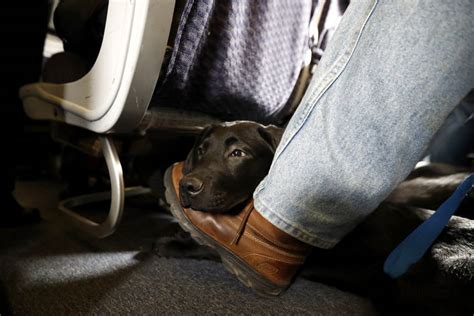 (if you have additional needs beyond emotional support, you. American Airlines is grounding emotional-support animals ...