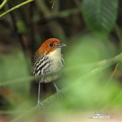 Chestnut Crowned Antpitta Photos Chestnut Crowned