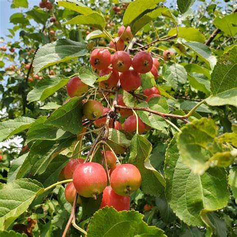 Crab Apple Tree