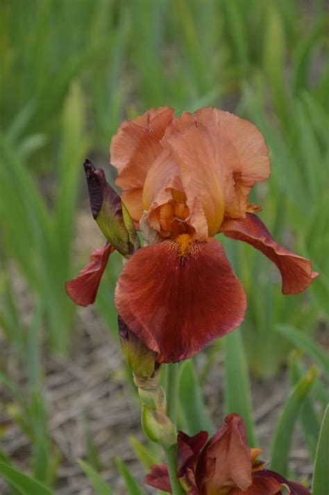 Iris Germanica Natchez Trace Verschoor Horticulture