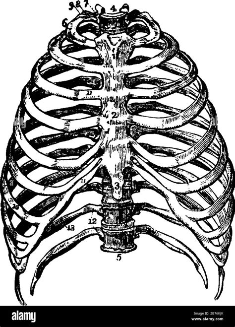 This Illustration Represents The Bones Of The Thorax Vintage Line