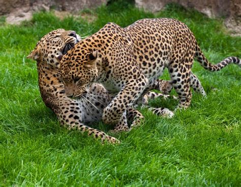 Amur Leopard Eating Meat Leopard And X28panthera Pardus Stock Image