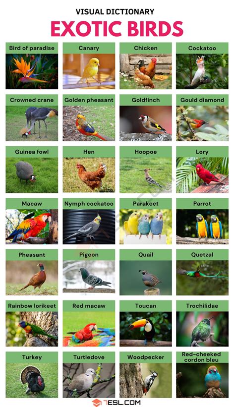 Exotic Birds List Of 25 Exotic Birds And Fun Facts About Them 7esl