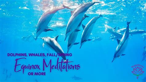 Dolphins Whales Fallspring Equinox Meditations And More