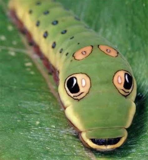 What A Spicebush Swallowtail Caterpillar Looks Like Gag