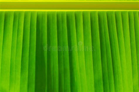 Banana Leaves Texture Of Banana Leaf With Green Color Stock Photo