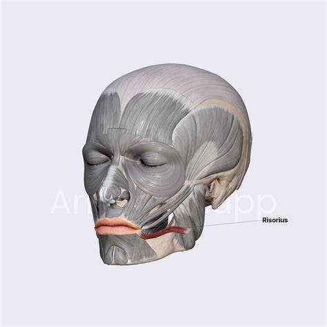 Risorius Facial Muscles Head And Neck Anatomyapp Learn Anatomy