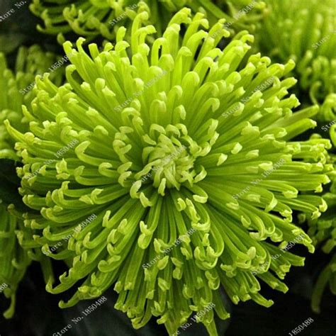 Nueva Fresh Verde Semillas De Flores De Crisantemo 100 Unids Bolsa