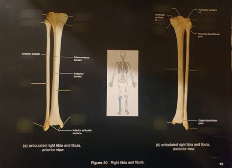Right Tibia And Fibula Anterior And Posterior View Diagram Quizlet