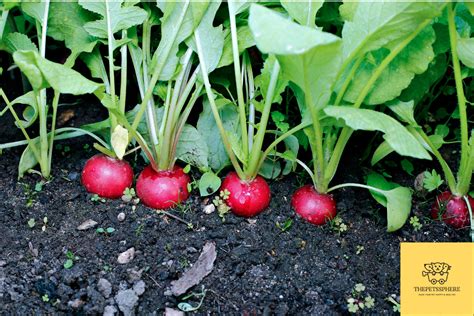 Can Cats Eat Radishes Risks Benefits And Feeding Instructions The