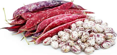 A great option for refried beans. Cranberry Shelling Beans Information, Recipes and Facts