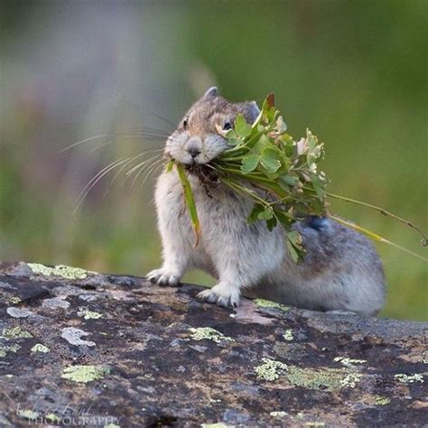 Banff National Park Animals Meet The Pika Animals And Pets Baby