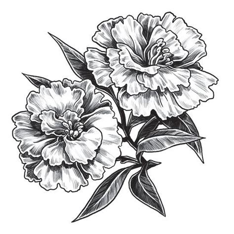 Image Result For Carnation Flower Tattoo Flower Tattoo Shoulder