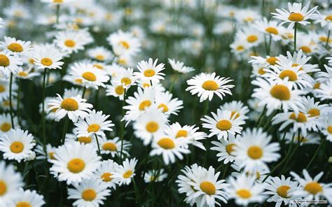 Cute Daisy Wallpapers Top Free Cute Daisy Backgrounds Wallpaperaccess