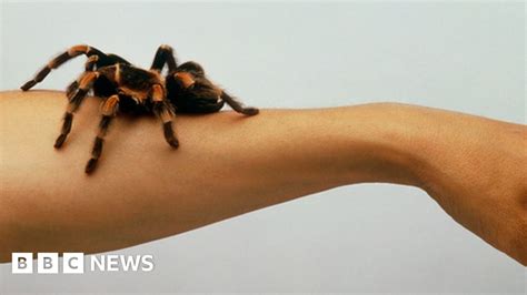 Spider Phobia Brain Processes Unconscious Fear Bbc News
