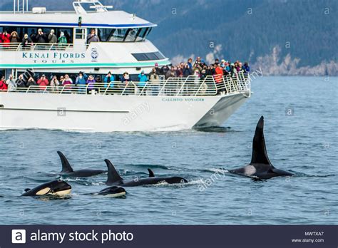Killer Whale Orca Pod Orcinus Orca Resurrection Bay Kenai Fjords