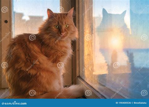 A Ginger Cat Is Sitting On The Window Sill Stock Photo Image Of Eyes