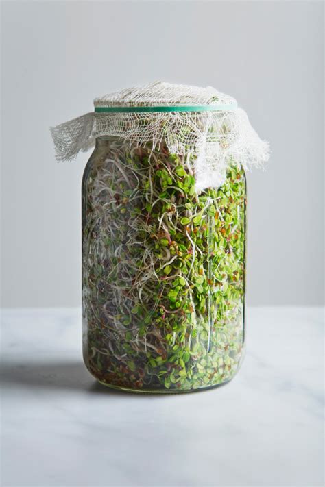 How To Grow Sprouts In A Jar In Only 3 7 Days