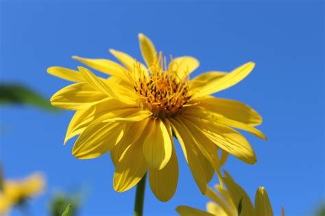 Tall Yellow Flowered Plant Flowers Forums