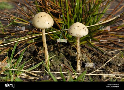 Stropharia Semiglobata Hi Res Stock Photography And Images Alamy