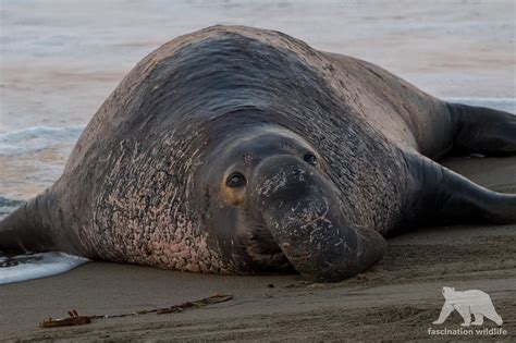 Wallpaper Animal Mammal Elephant Sea Seal Bull Male Coast