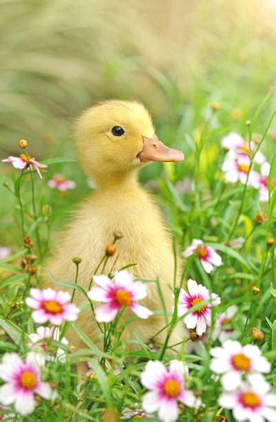 16300 Fuzzy Baby Ducks Stock Photos Pictures And Royalty Free Images
