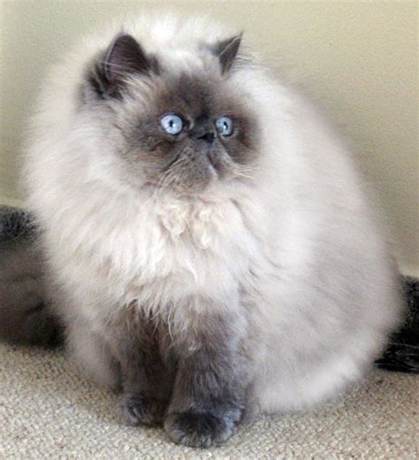 Himalayan Persian Cat Blue Point Himalayan Kitten Pets Lovers