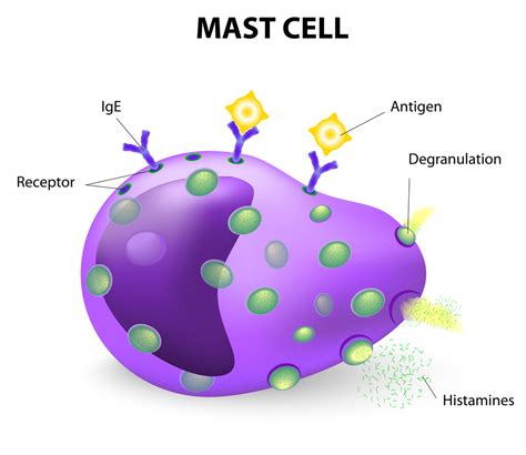 Mast Cell Conditions Black And Kletz Allergy