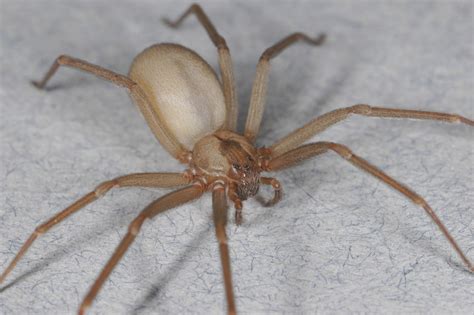 Wolf Spiders Vs Brown Recluse Spiders Whats The Difference