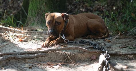 305 Dogs Rescued In Biggest Takedown Of South Carolina Dogfighting