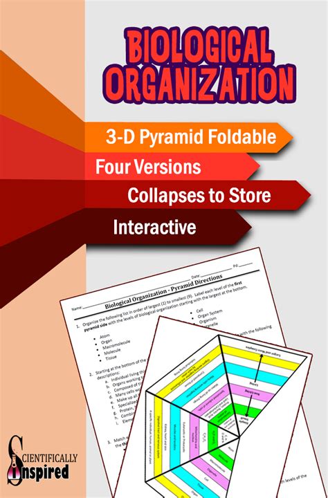 Biological Organization Pyramid 3 D Foldable 4 Versions Collapses To