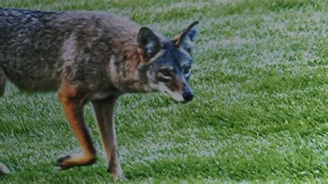 Too Close To Home Residents Worry About Aggressive Coyotes Roaming