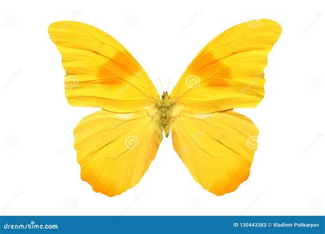 Beautiful Yellow Butterfly Isolated On White Background Stock Image