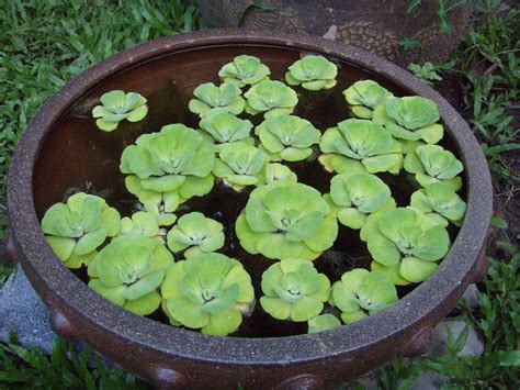 Water Lettuce Floating Live Pond Plants Aquarium Plants