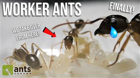 A Queen Ant Reacts To Her First Worker Ants Youtube