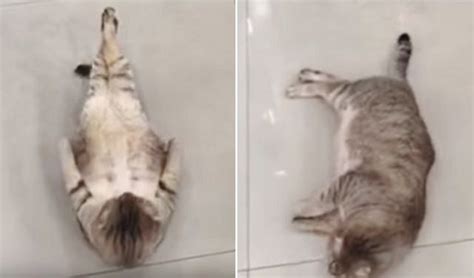 Cat Gets Tired After Doing Sit Ups