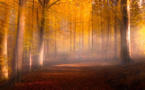 Nature Landscape Fall Leaves Forest Sunrise Mist Path Trees