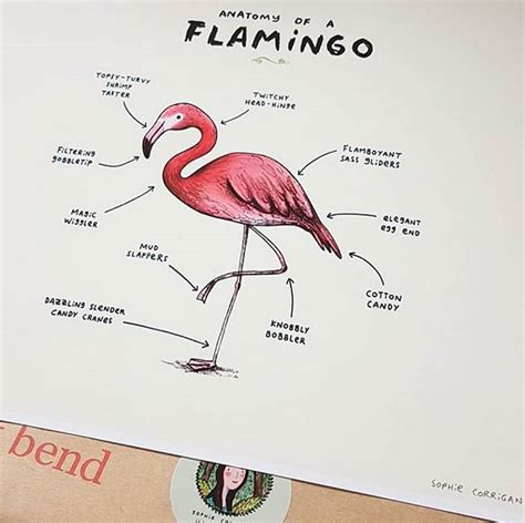 Buy Anatomy Of A Flamingo Signed Art Print Online In India Etsy