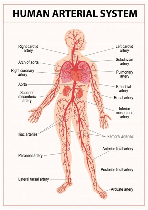Partes Del Sistema Circulatorio Sistema Circulatorio Humano